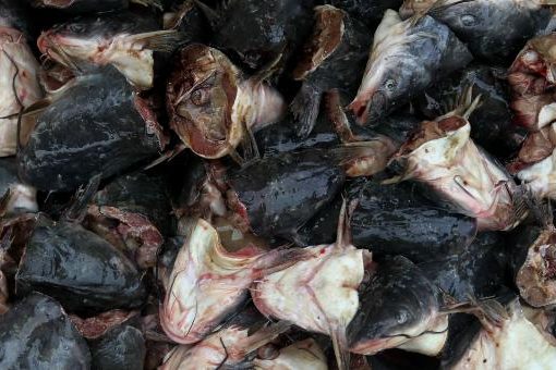 Something Fishy Across The Pond